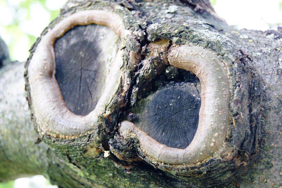 "Деревянная" сова... - Natalisa Sokolets "Деревянная" сова... - Natalisa Sokolets