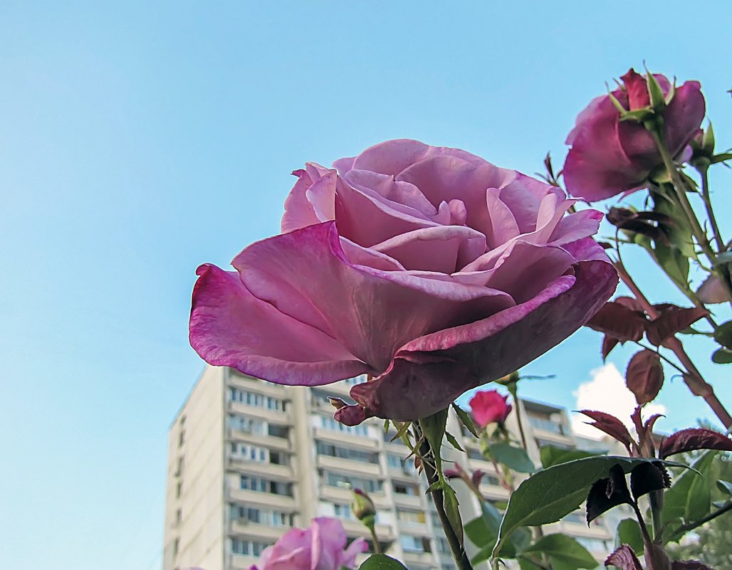 Moody Blue Rose - Сергей Мягченков