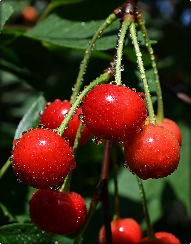 Вишеньки - Natal&na Фотолюбитель Вишеньки - Natal&na Фотолюбитель