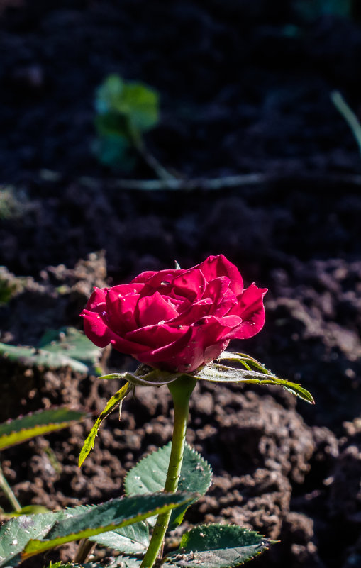 Роза. - Алексей Сараев