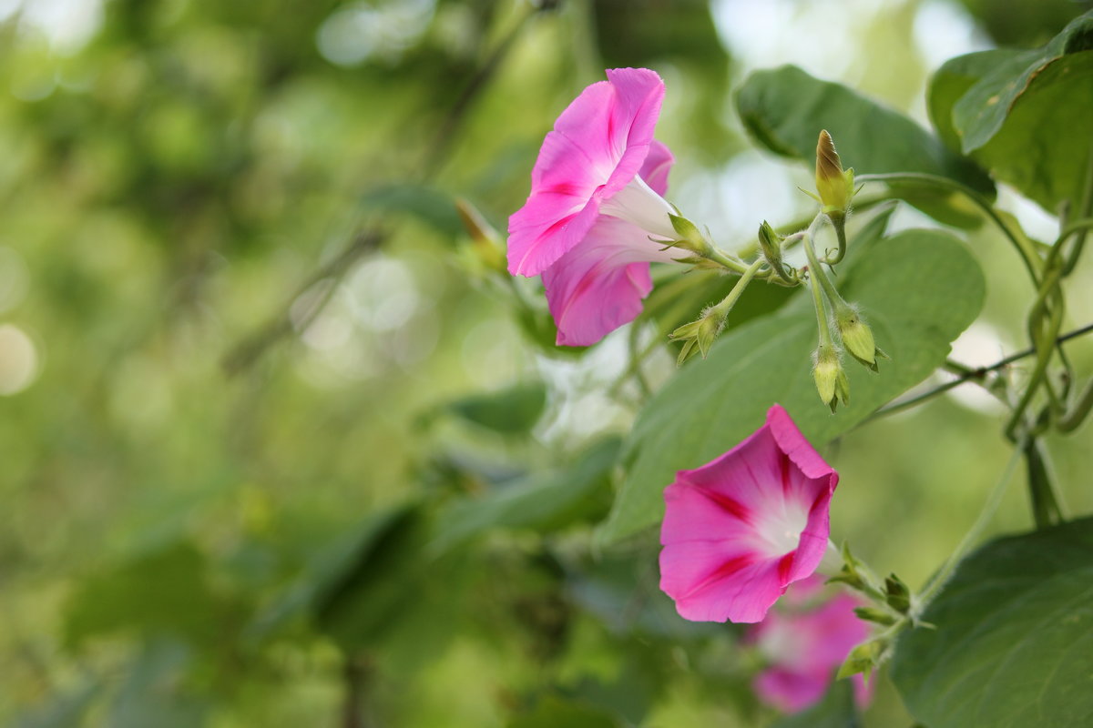 ипомея - Olga Volkova ипомея - Olga Volkova