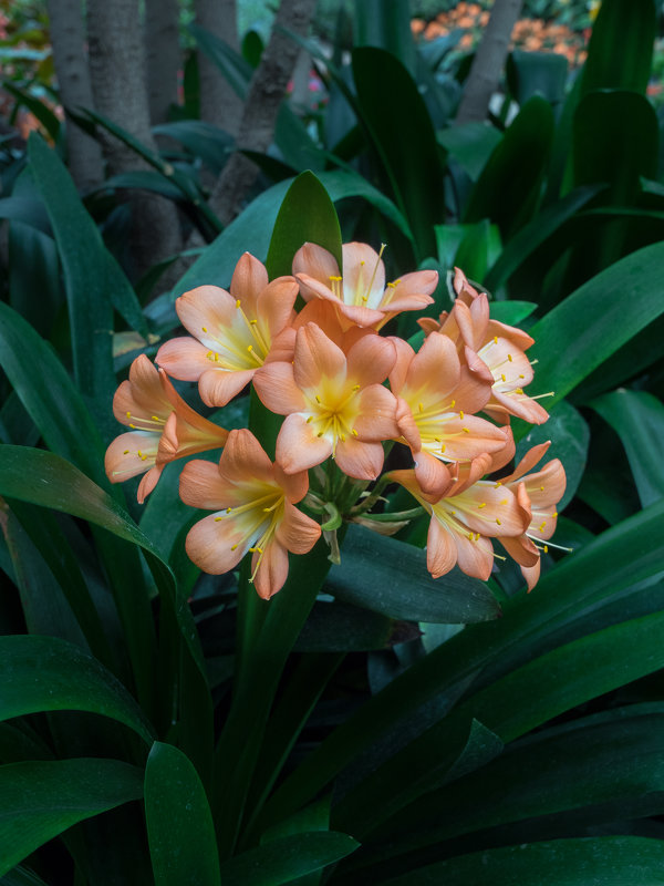 Longwood gardens - Vadim Raskin