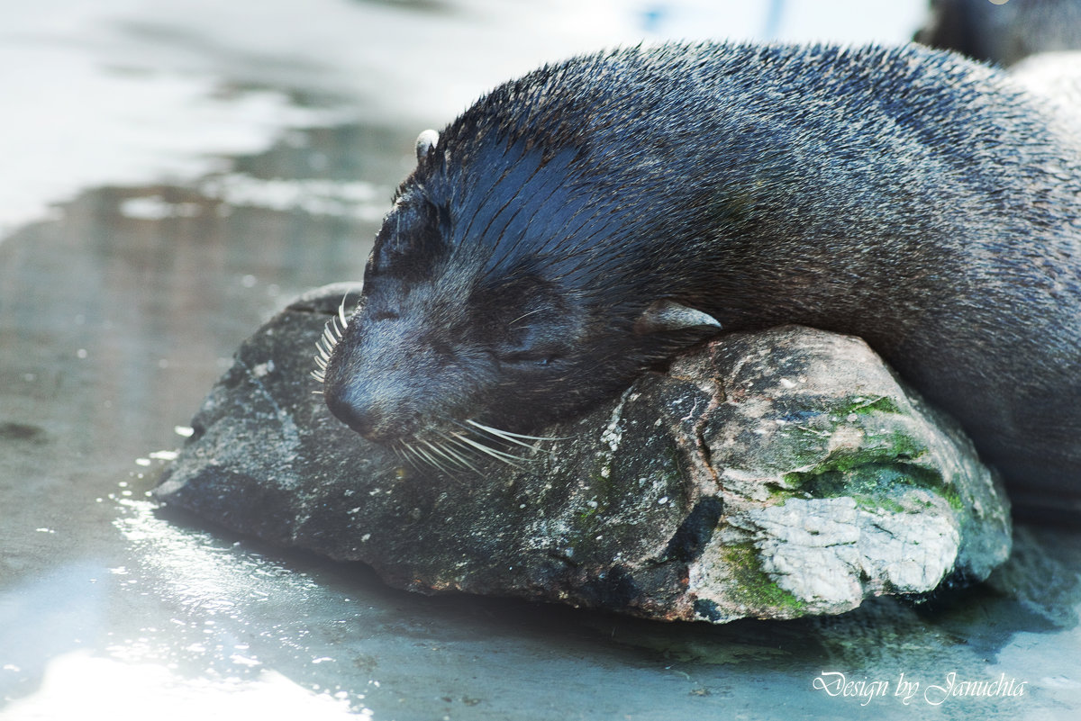 Foka z Sea Park - Janusz Wrzesień