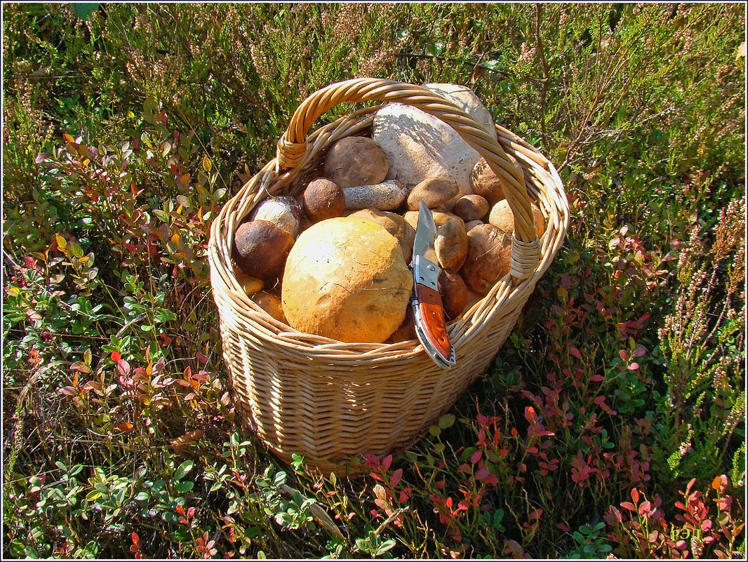 Грибной улов. - Роланд Дубровский