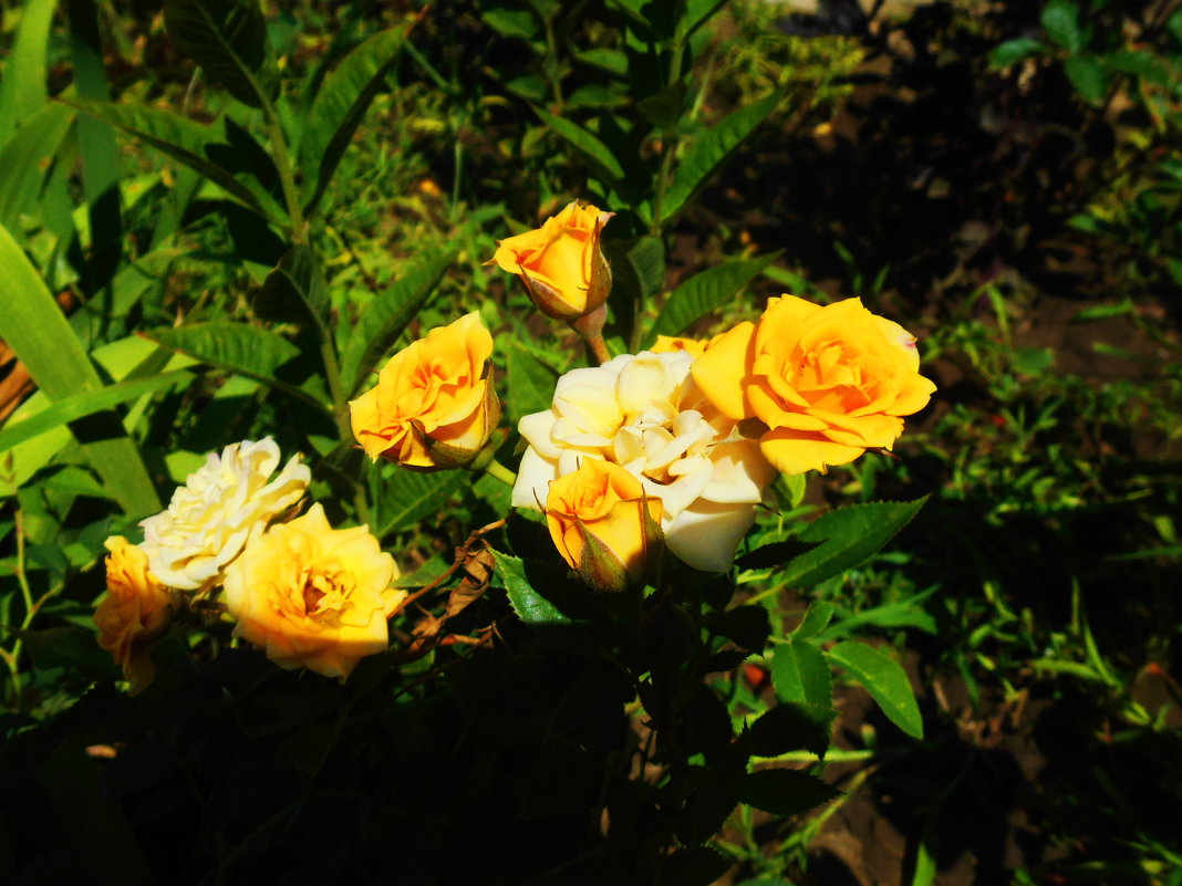 Litlle Yellow Roses - Stephanie Plebeyskaya