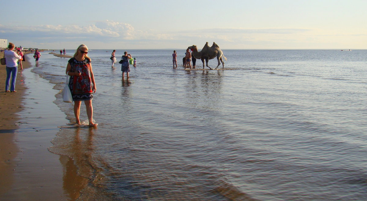 Купание верблюда в Белом море - Елена Перевозникова Купание верблюда в Белом море - Елена Перевозникова