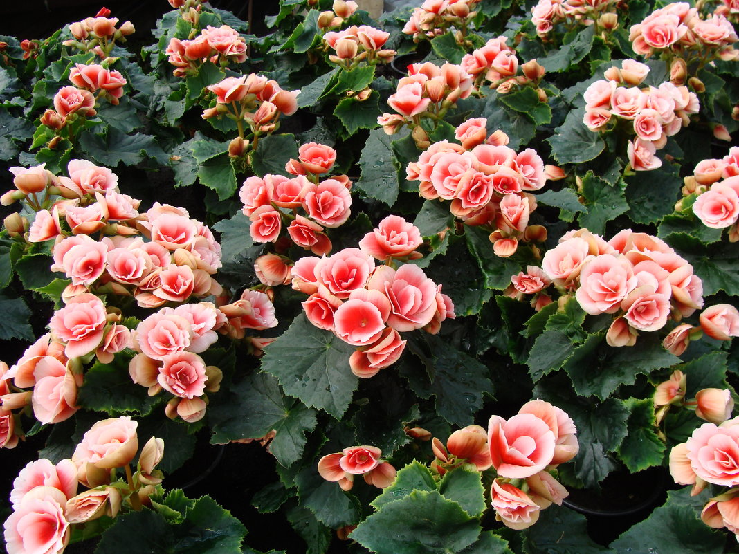 Begonia ×hiemalis Fotsch " BORIAS " - laana laadas