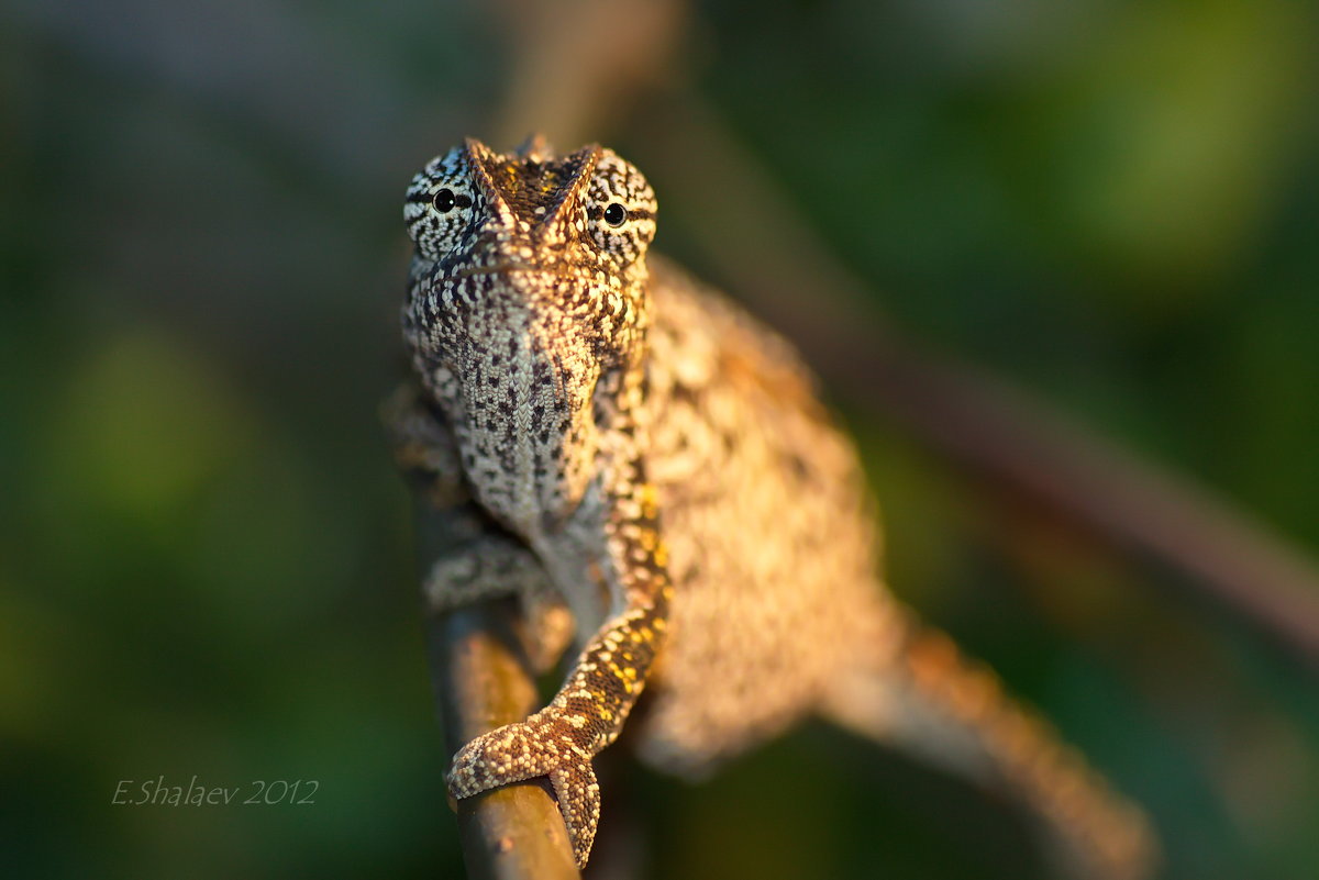 Хамелеон ковровый - Furcifer lateralis - Евгений 