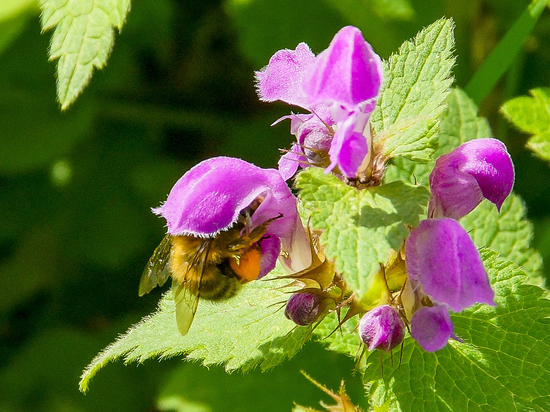 ... - Олег Мартоник