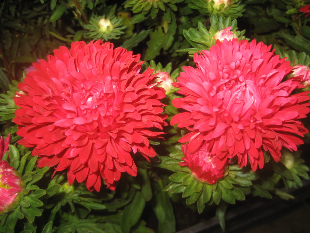 Астры - laana laadas