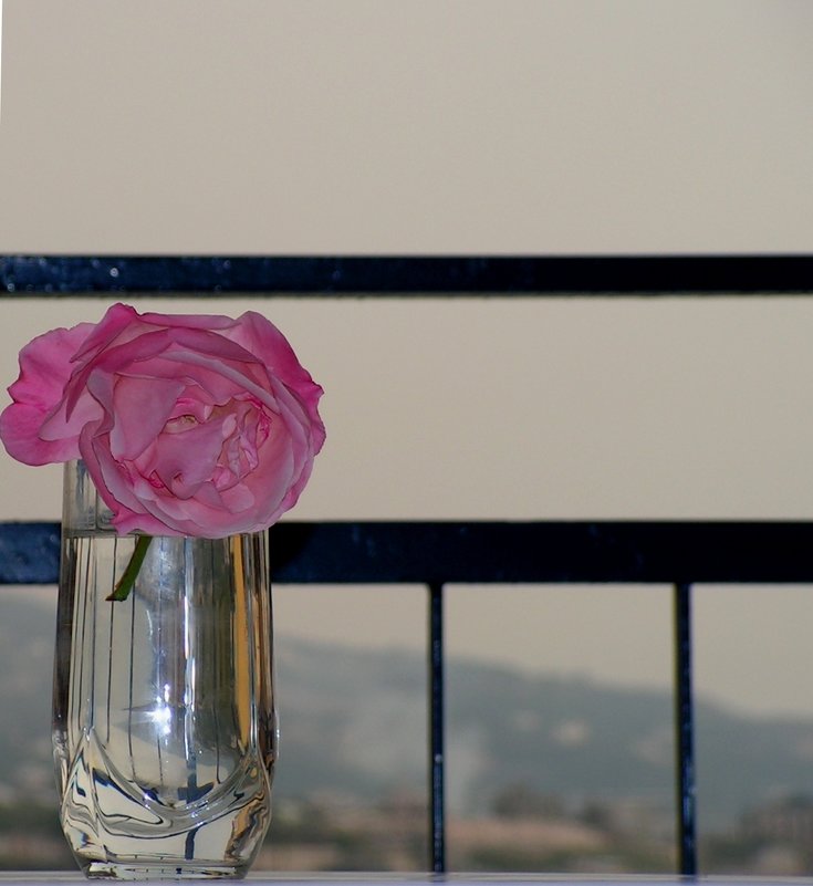 Средиземноморская роза - Елена Даньшина