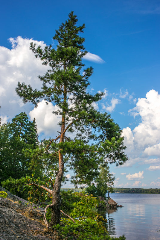 Выборг, парк Монрепо - Оксана Горева Выборг, парк Монрепо - Оксана Горева