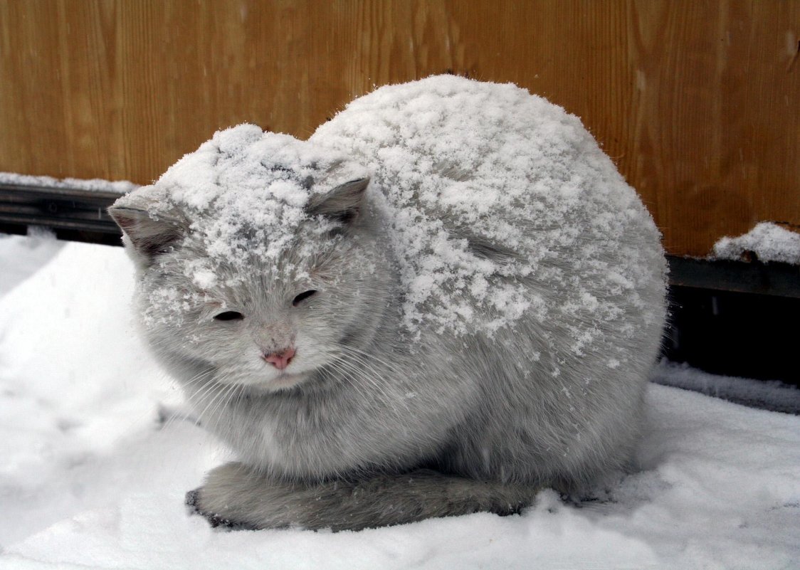 Бело-Снежный кот - Игорь Викторович 