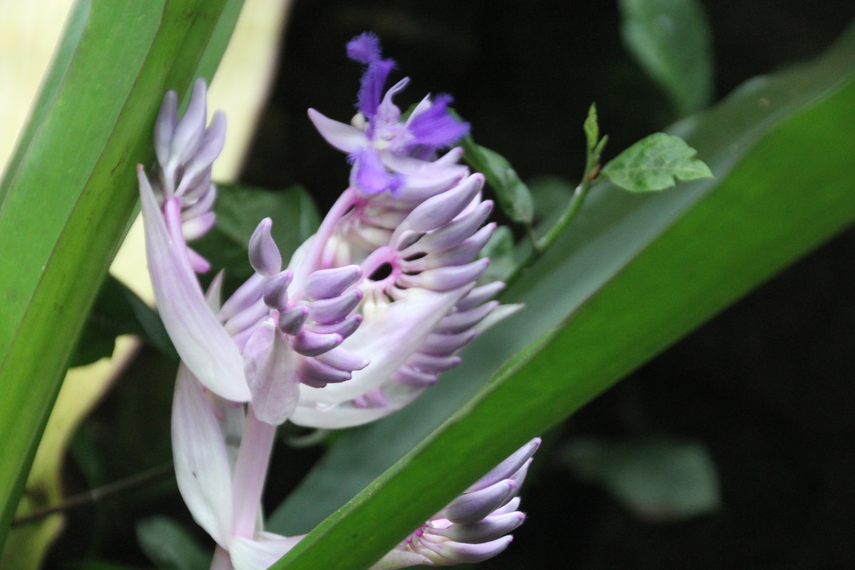 ???? - Olga ???? - Olga