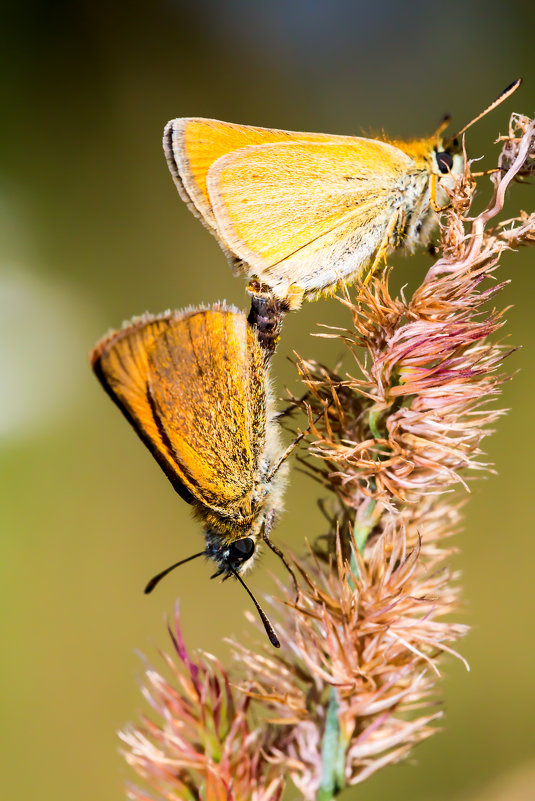 Дубль - Сергей Кудрявцев