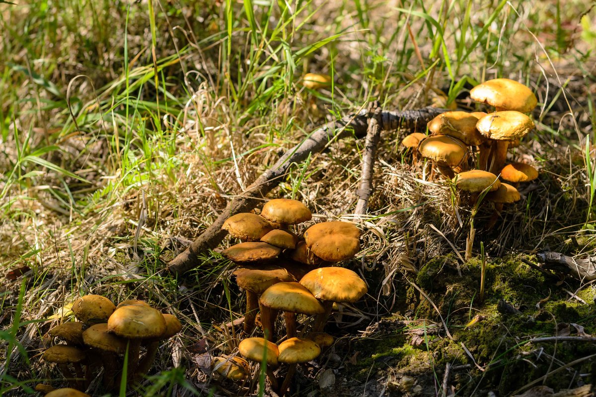 Грибочки - Леонид Кормушкин