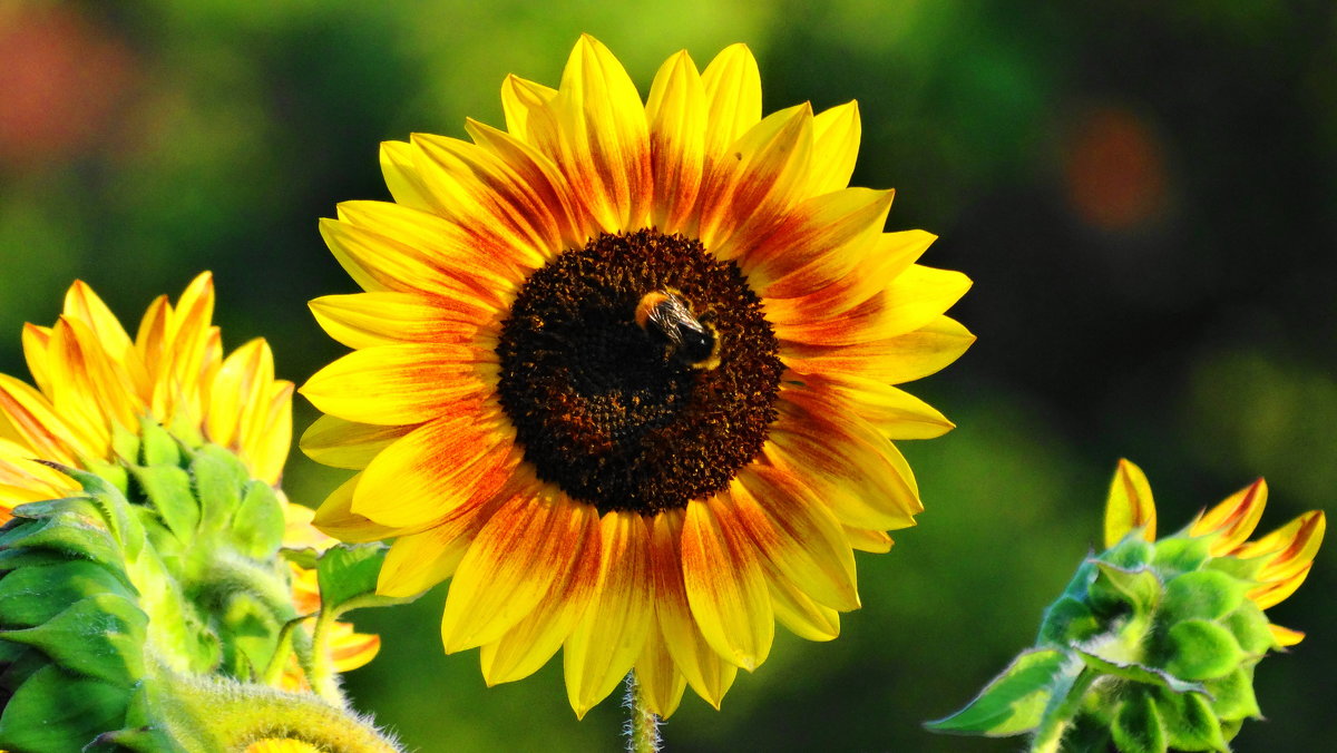 Подсолнух-1 - Супонин Алексей 