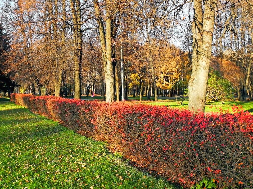 Барбарис - Анатолий Цыганок