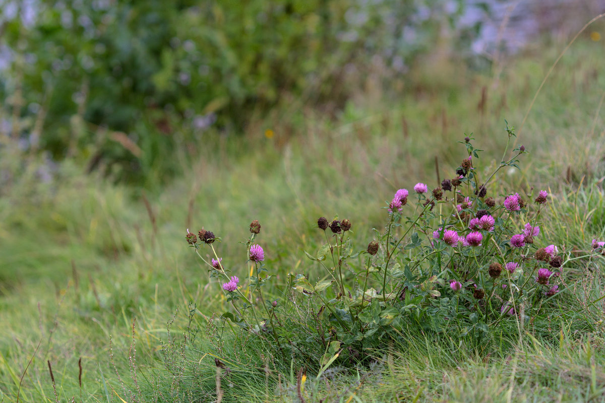 Осенние этюды - Диана 