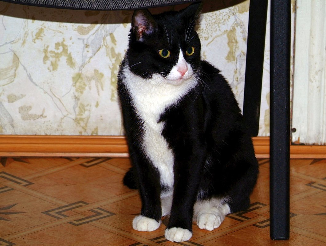 Пичи. - Пал Саныч