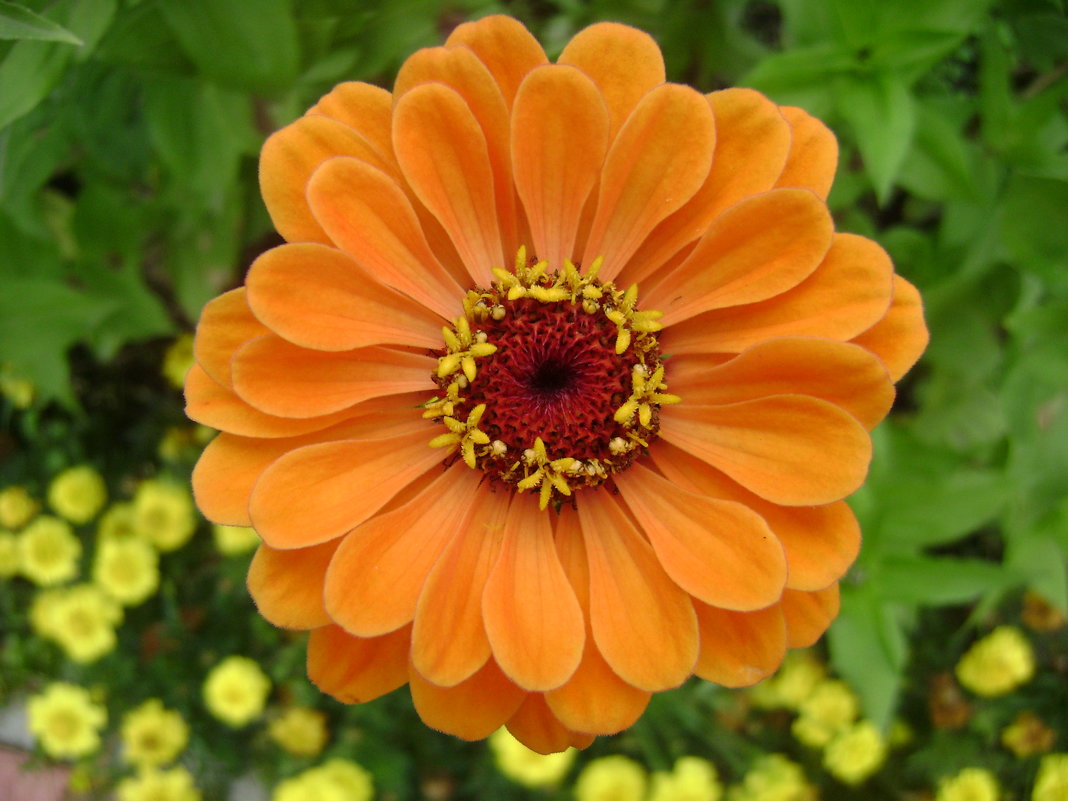 Оранжевый цветочек - Анатолий 