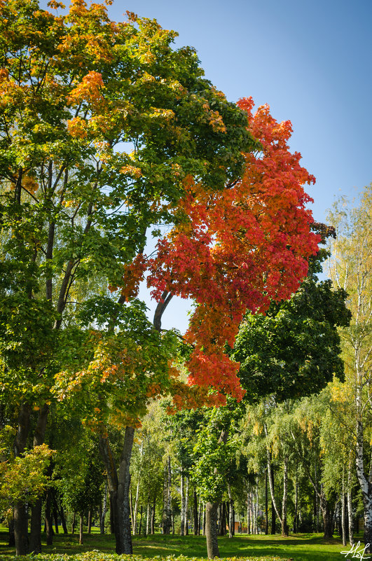 Начало Осени - Александр Ребров