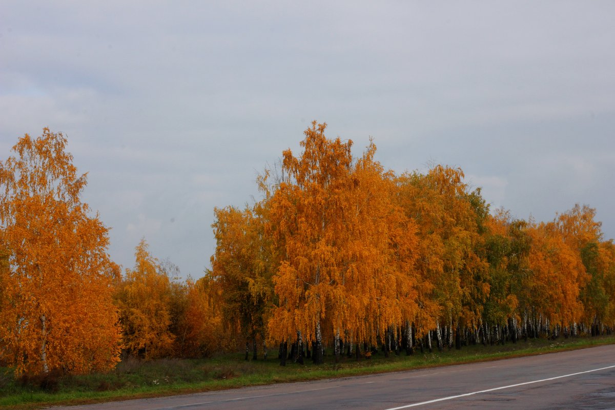 Осень. - ВАСИЛИЙ ГРИГОРЬЕВИЧ К.