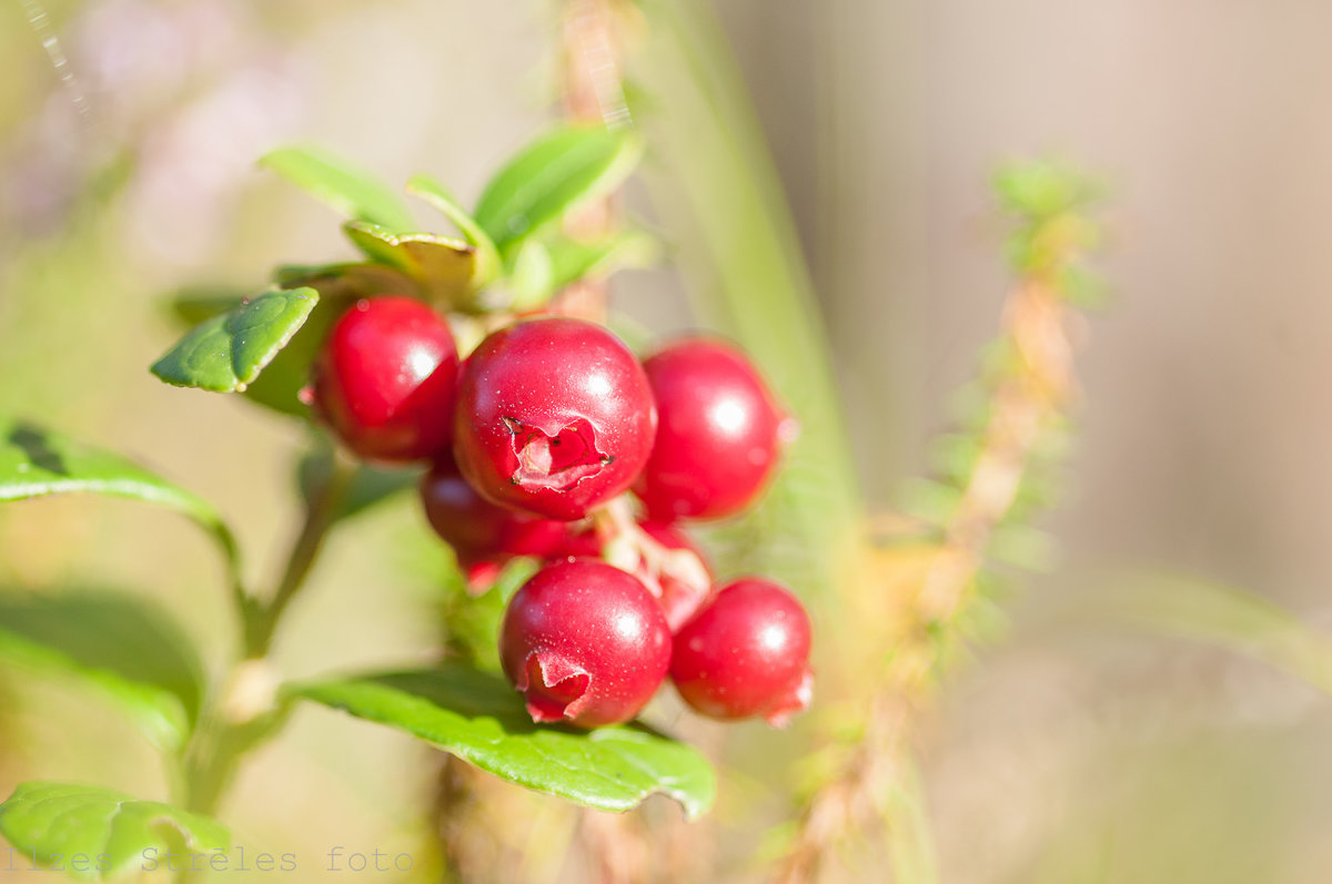 cowberry - Ilze Strēle