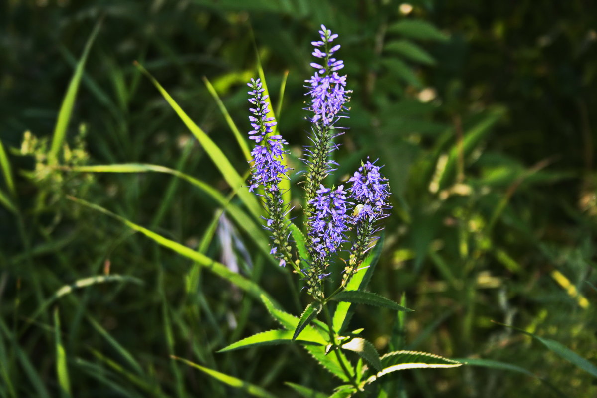 Полевые цветы - Василий Аникеев Полевые цветы - Василий Аникеев