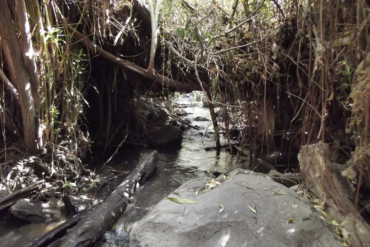 Дебри - Наташа Дебри - Наташа