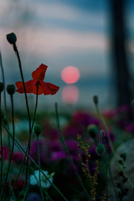 На закате... - Елена Киреева На закате... - Елена Киреева