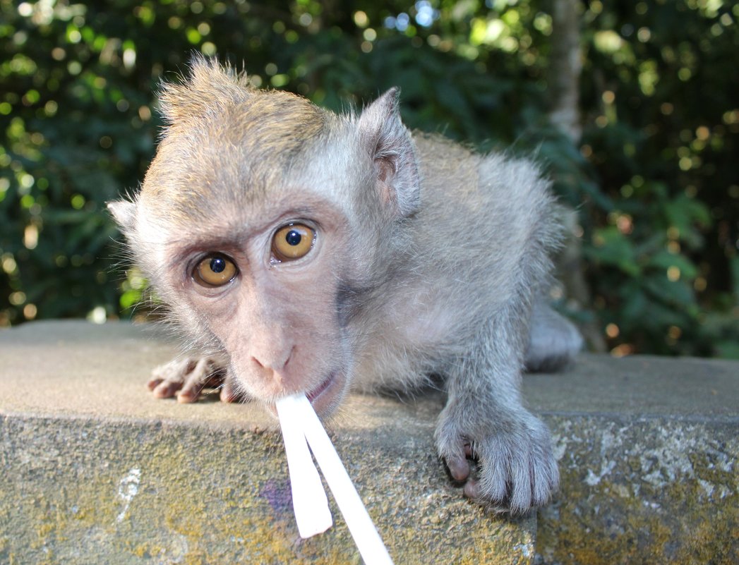 юный "ЦЕЗАРЬ" - Den Ermakov