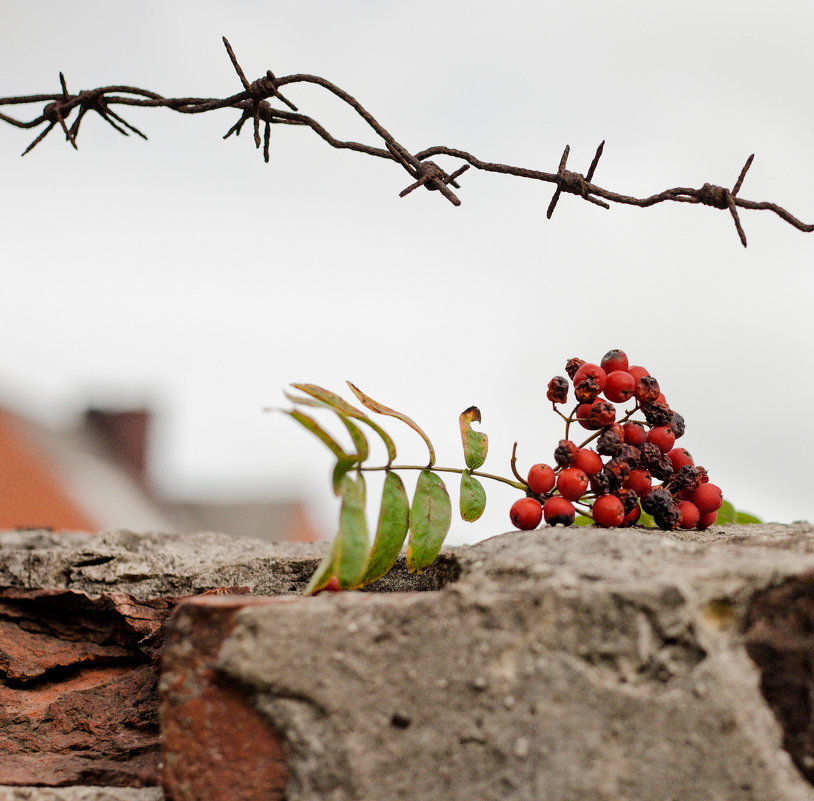 Рябина.. - Ольга Сковородникова Рябина.. - Ольга Сковородникова