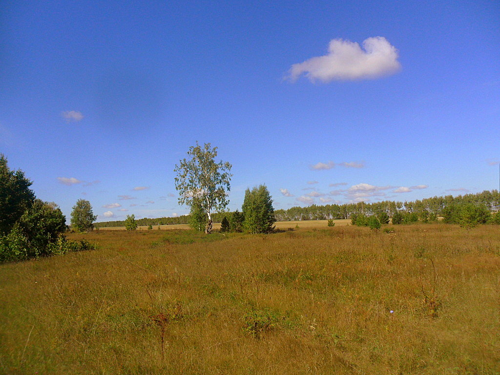 Во поле береза стояла - лидия Кашицина Во поле береза стояла - лидия Кашицина