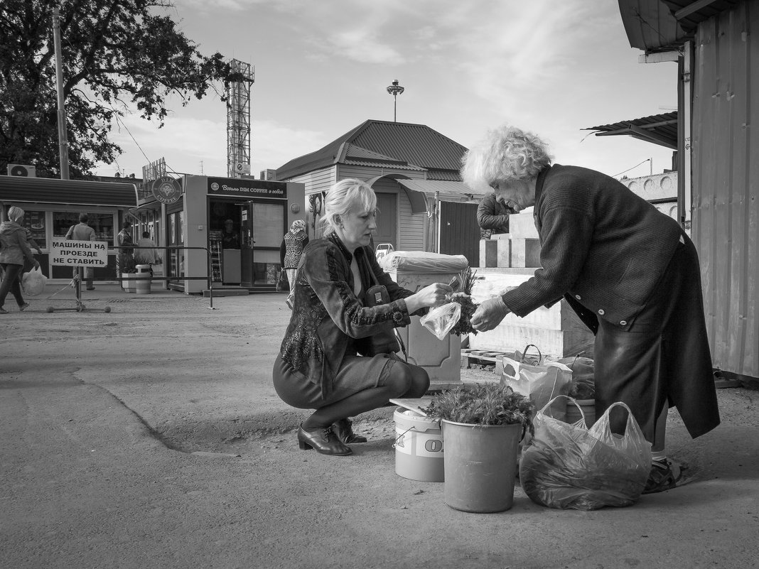 продажа укропа - Sergey Ivankov