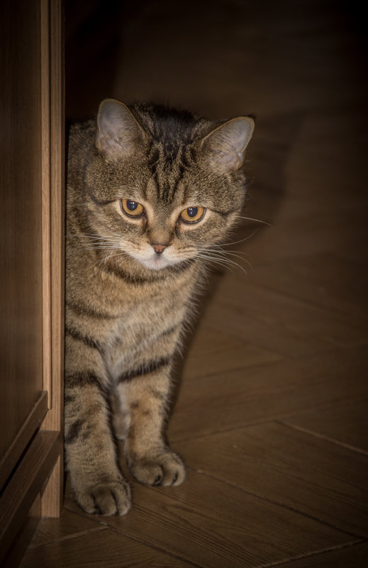 Явление кота - Elena Ignatova Явление кота - Elena Ignatova