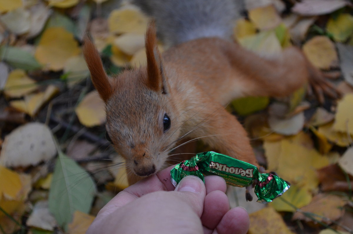 Не люблю конфеты) - Таня Фиалка Не люблю конфеты) - Таня Фиалка