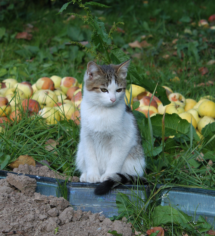 Заяц - Наталья Гусева