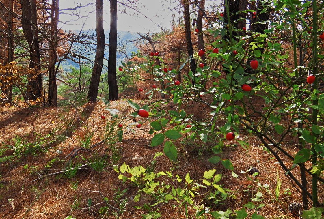 Шиповник - Валерий Дворников Шиповник - Валерий Дворников
