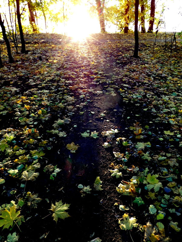 из серии "осень" - Андрей Столяров