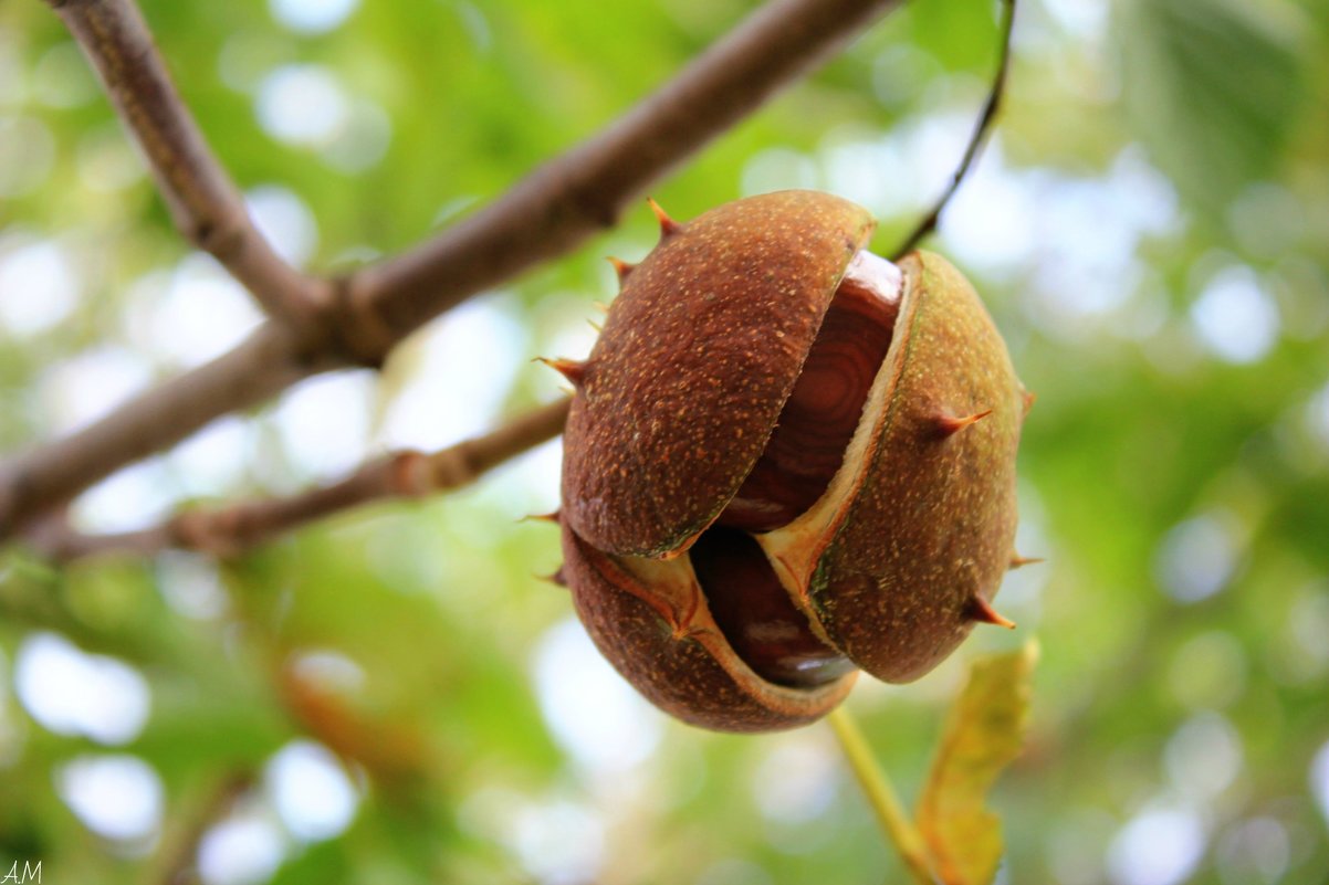 каштан - Марьям 