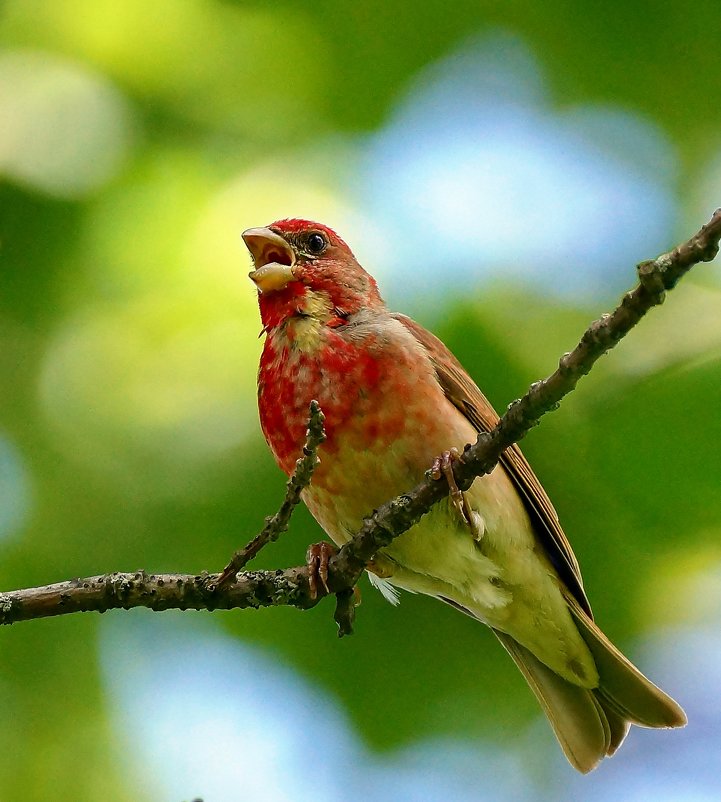 Чечевица - bybyakovo Ми