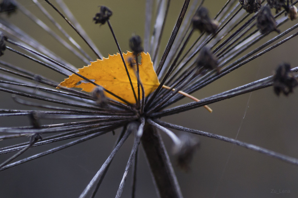 Осенние зарисовки - Elena Zueva