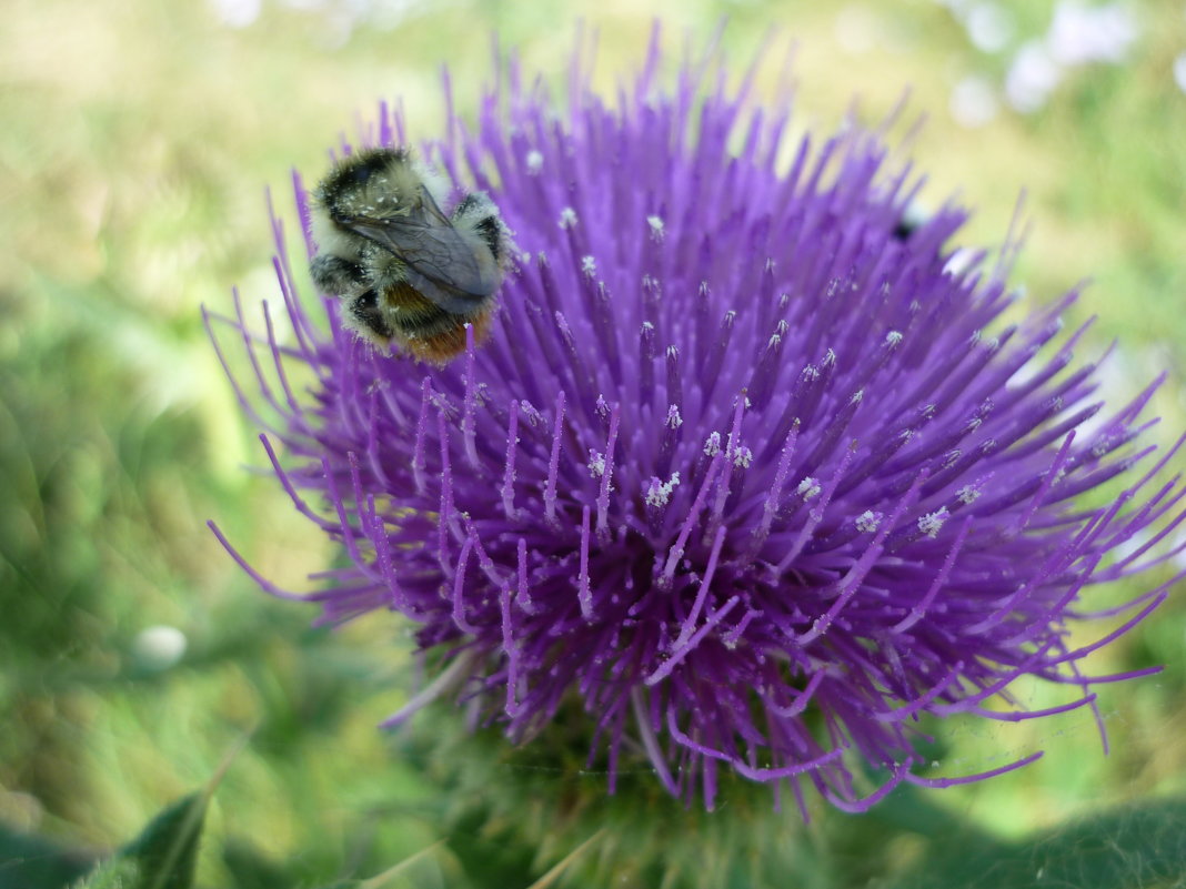 *** - Елена Московская *** - Елена Московская