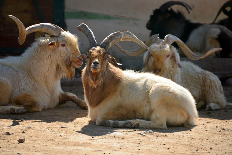 *** - Григорий Карамянц *** - Григорий Карамянц