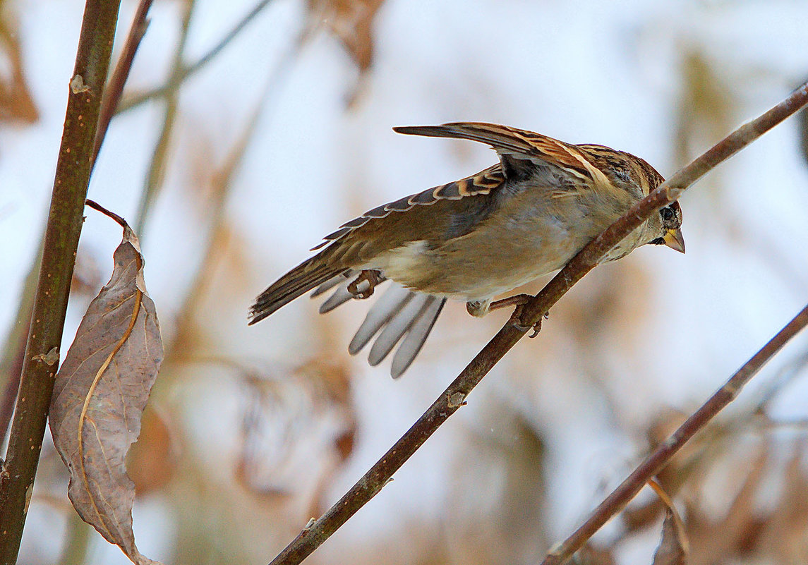 *** - Олег Петрушов