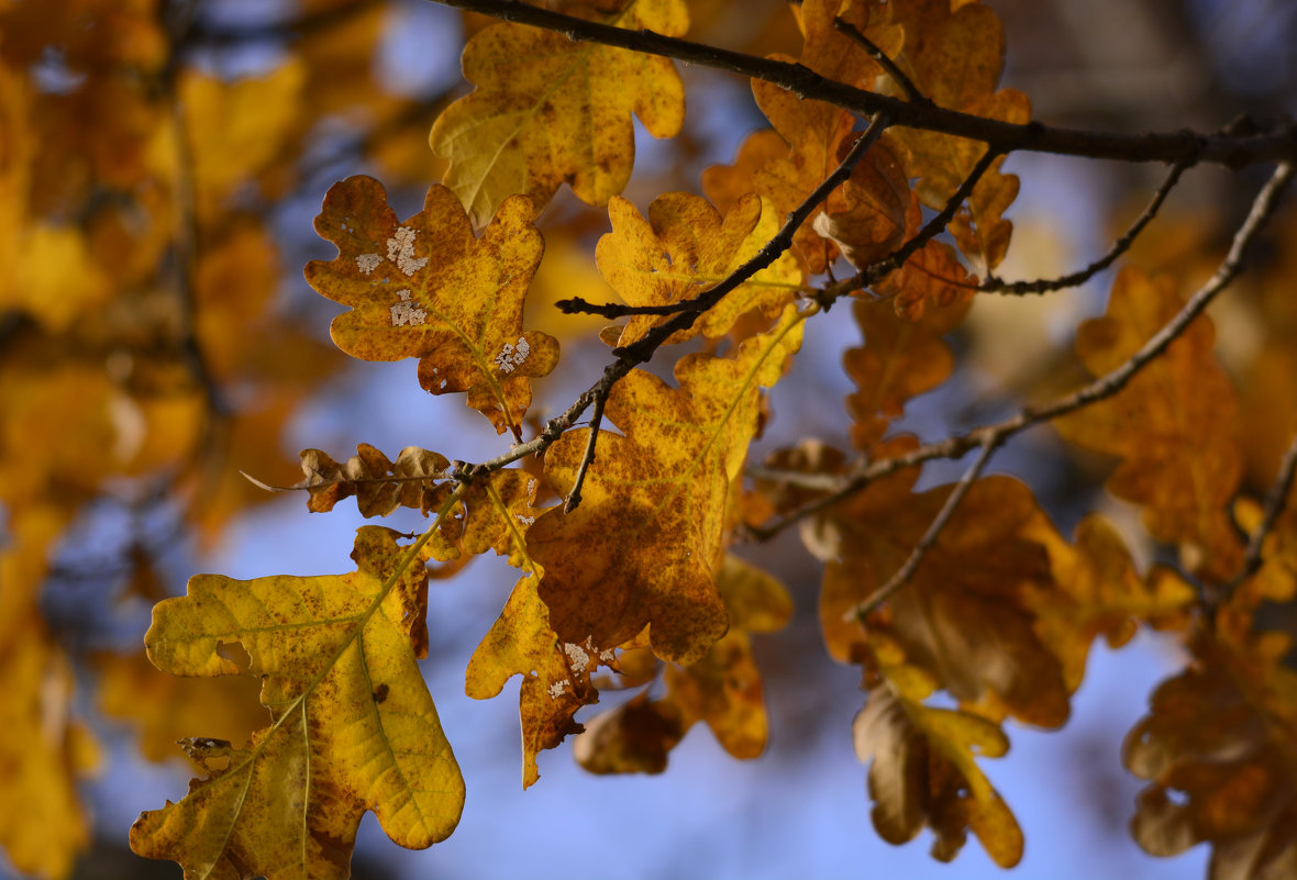 осень - Владислав Кравцов