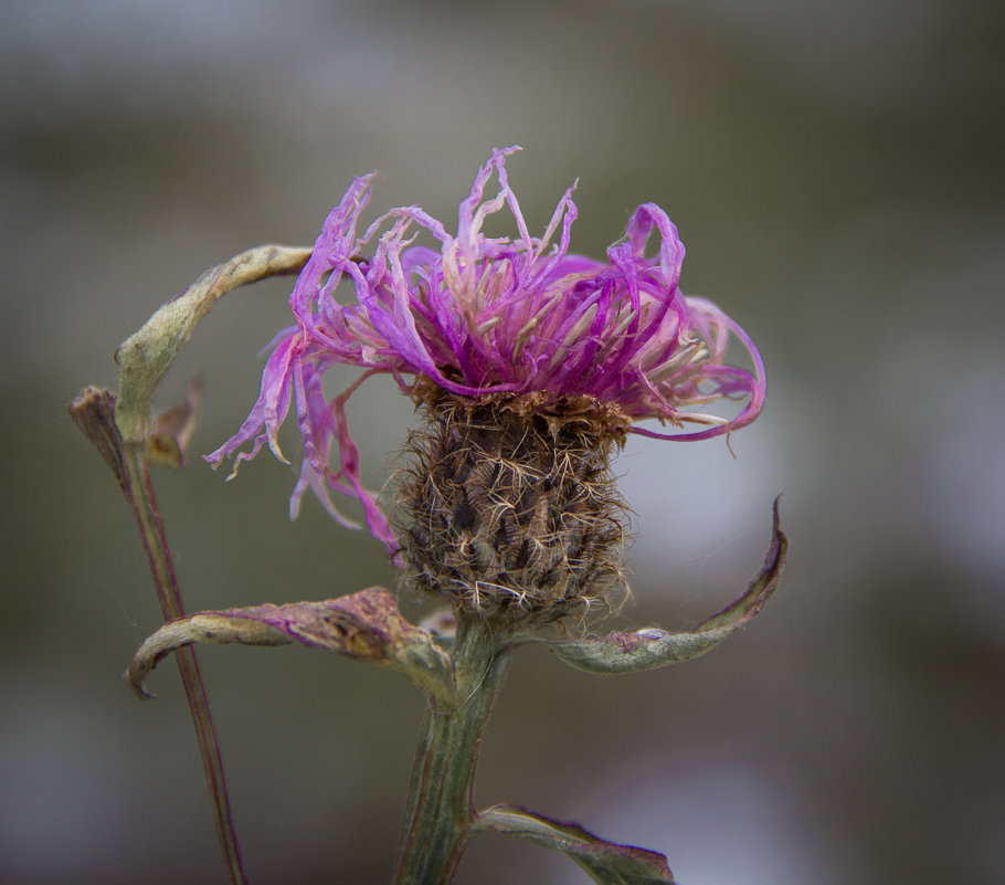 *** - Наталья Smirnova