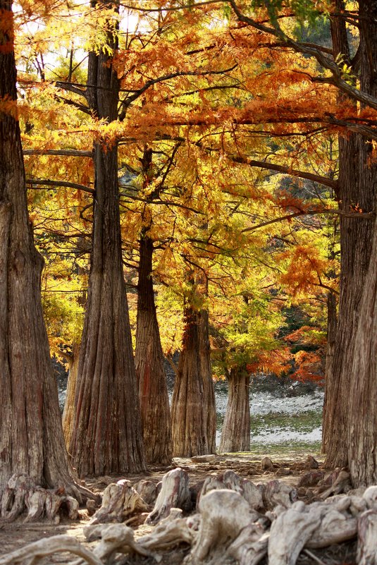 Золотая осень! - Ирина Серова Золотая осень! - Ирина Серова