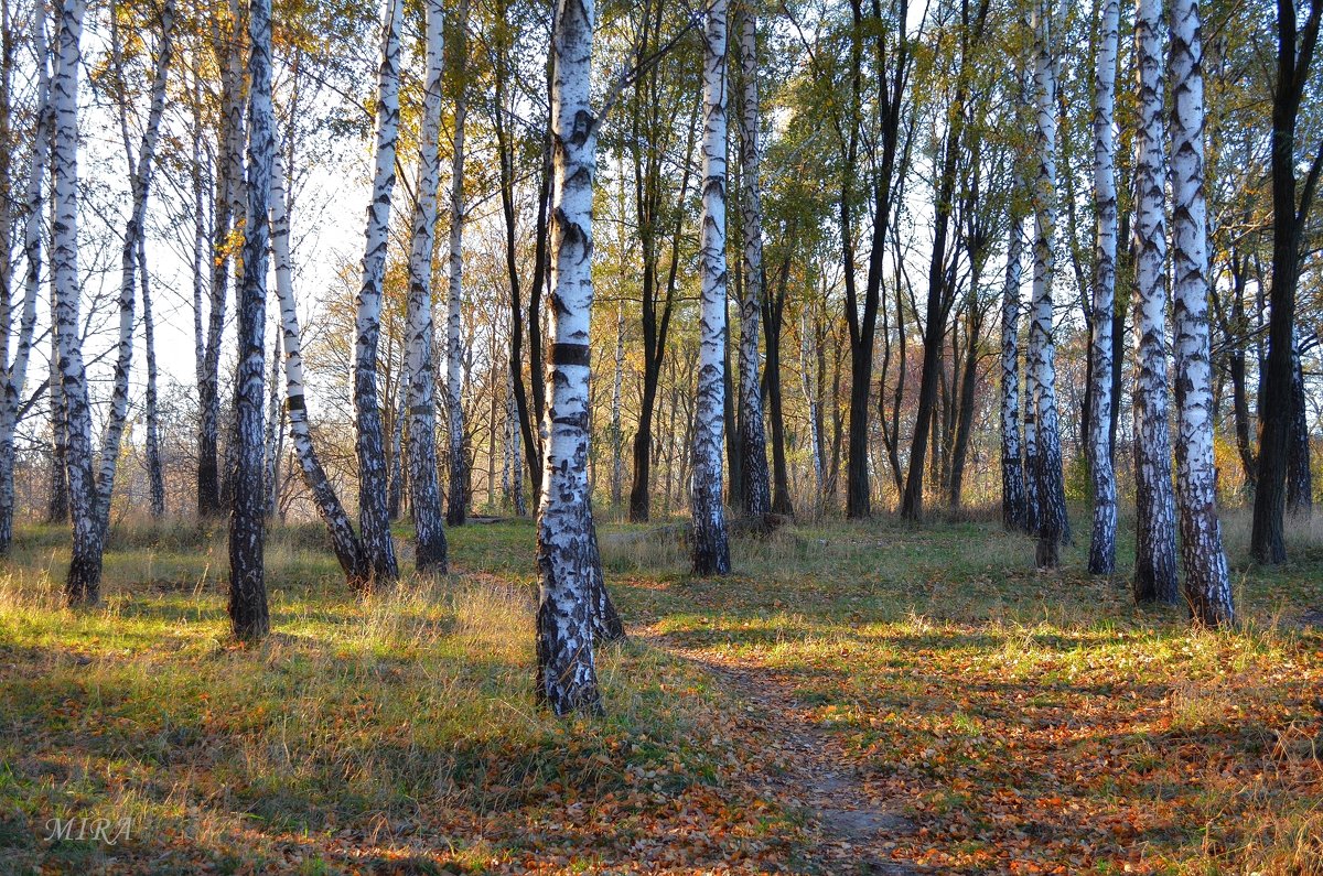 Березовая роща. - *MIRA* **